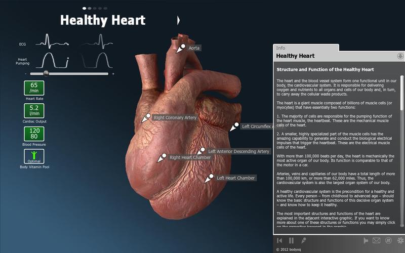 bodyxq heart