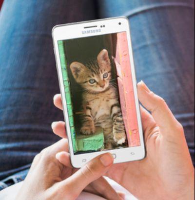 Greek Cats Wallpaper