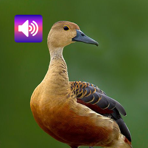 Lesser Whistling Duck : Sounds