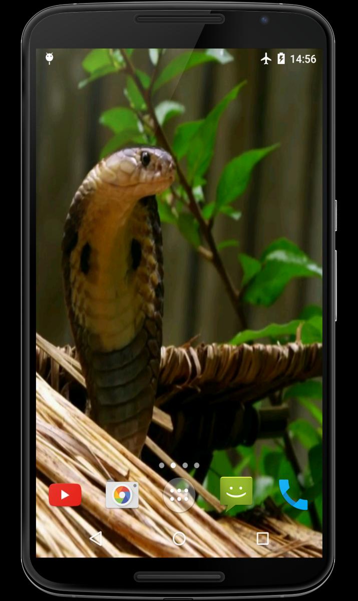 Cobra Video Live Wallpaper